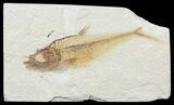 Bargain, Diplomystus Fossil Fish - Wyoming #67928-1